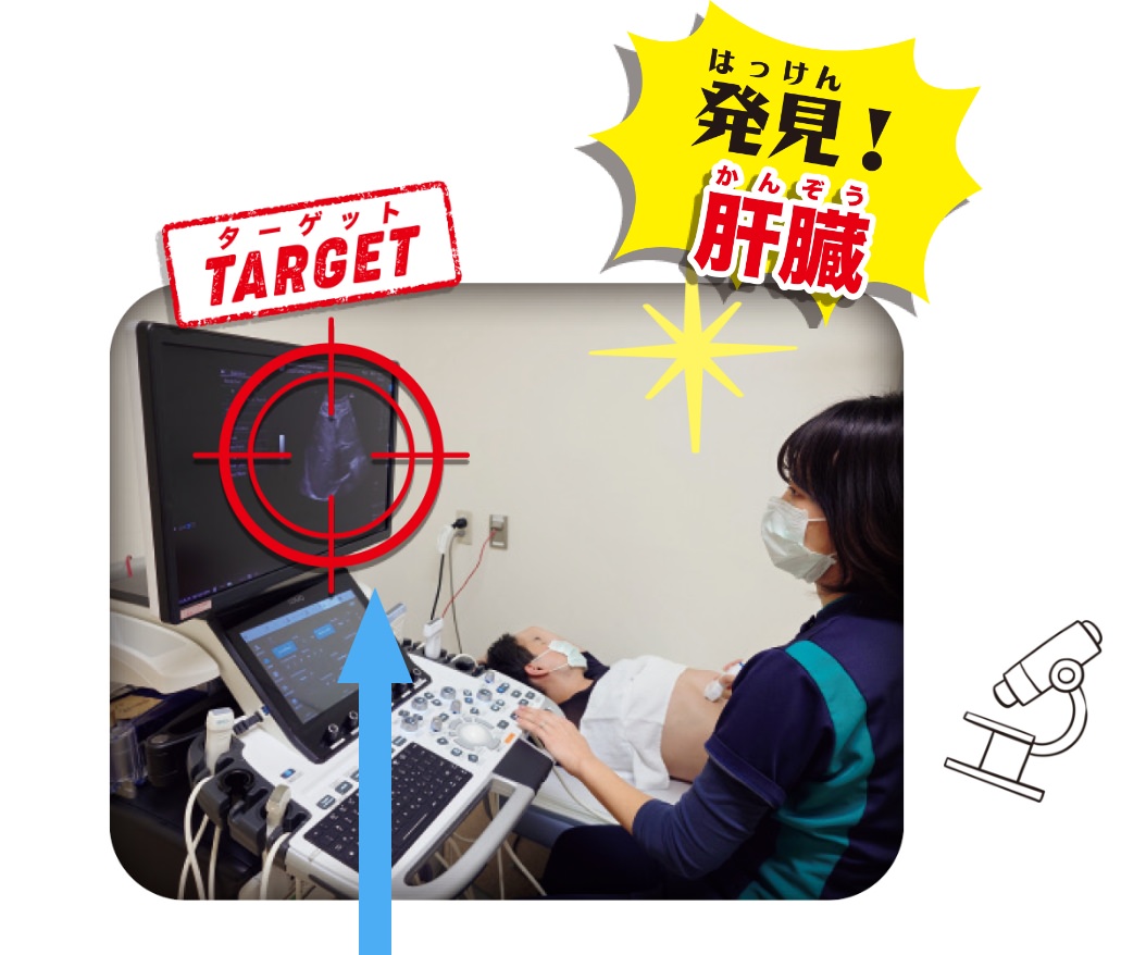 発見!肝臓