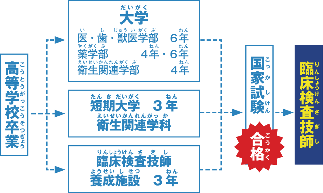 臨床検査技師になるまでの流れ
