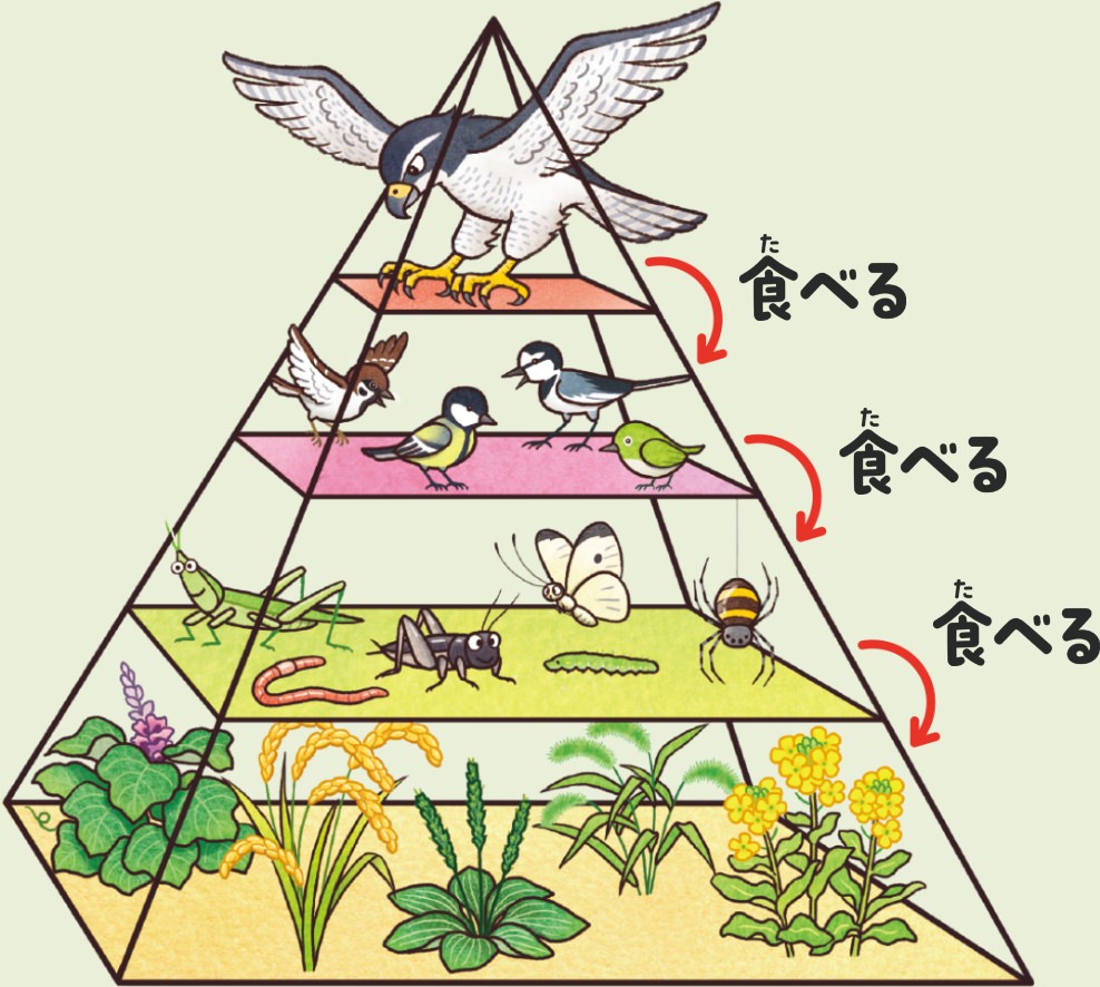 生物同士は「食べる・食べられる」などの関係で深くつながっています