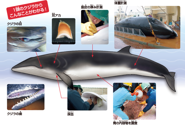 クジラは１年間でどれだけエサを食べる おしごとはくぶつかん