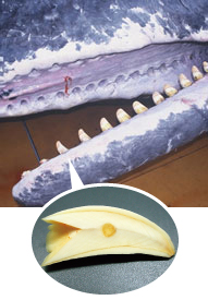クジラの歯