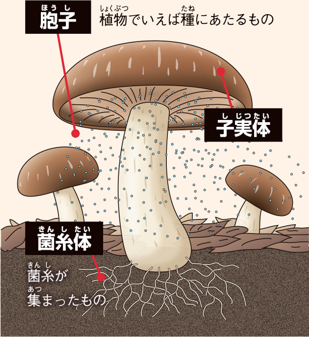 きのこって?